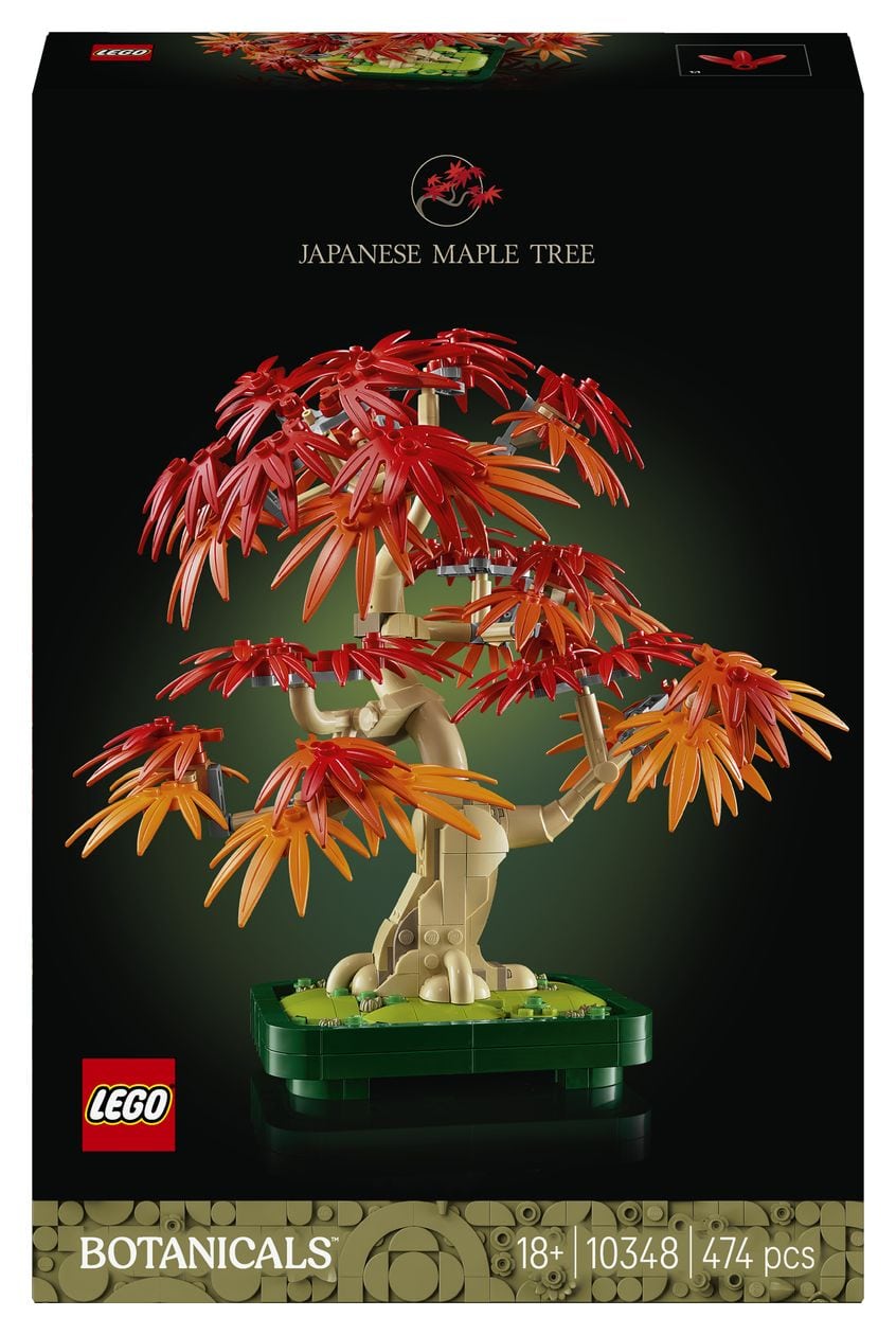 Japanischer Roter Ahorn – Bonsai-Baum 