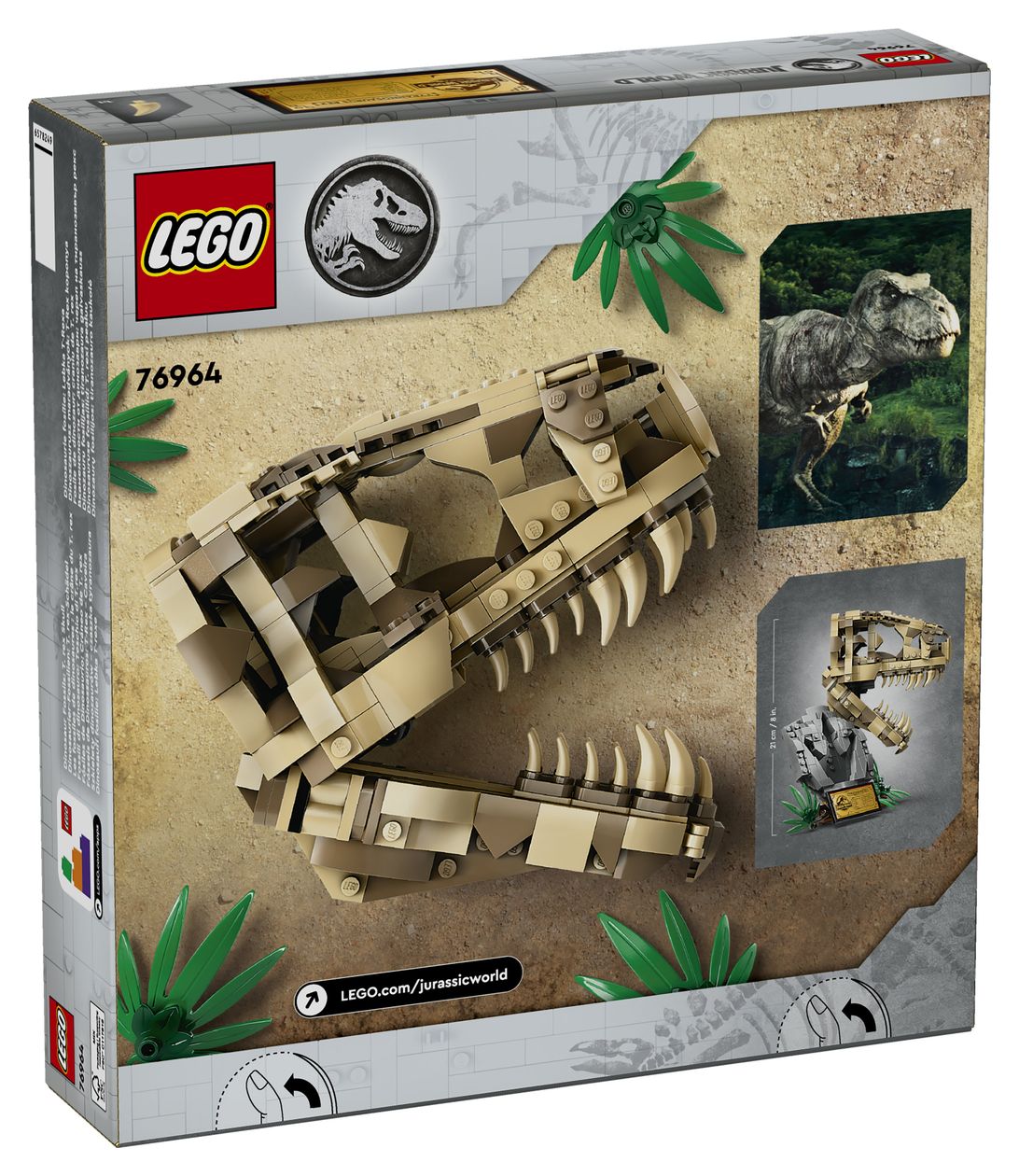 Dinosaurier-Fossilien: T.-rex-Kopf 