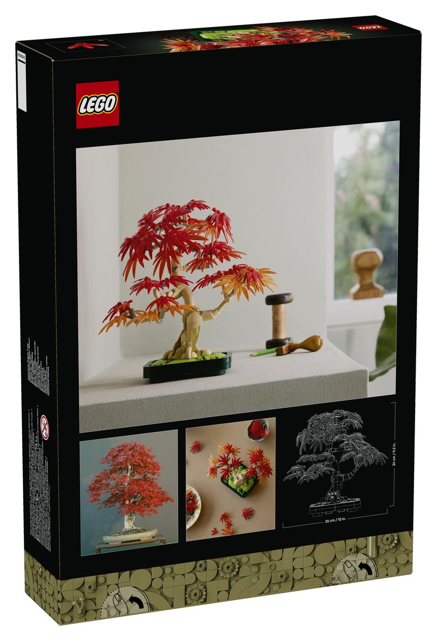 Japanischer Roter Ahorn – Bonsai-Baum 
