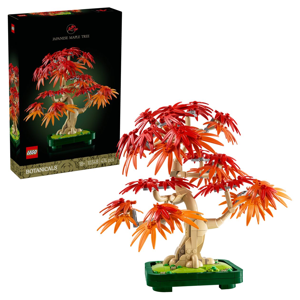Japanischer Roter Ahorn – Bonsai-Baum 