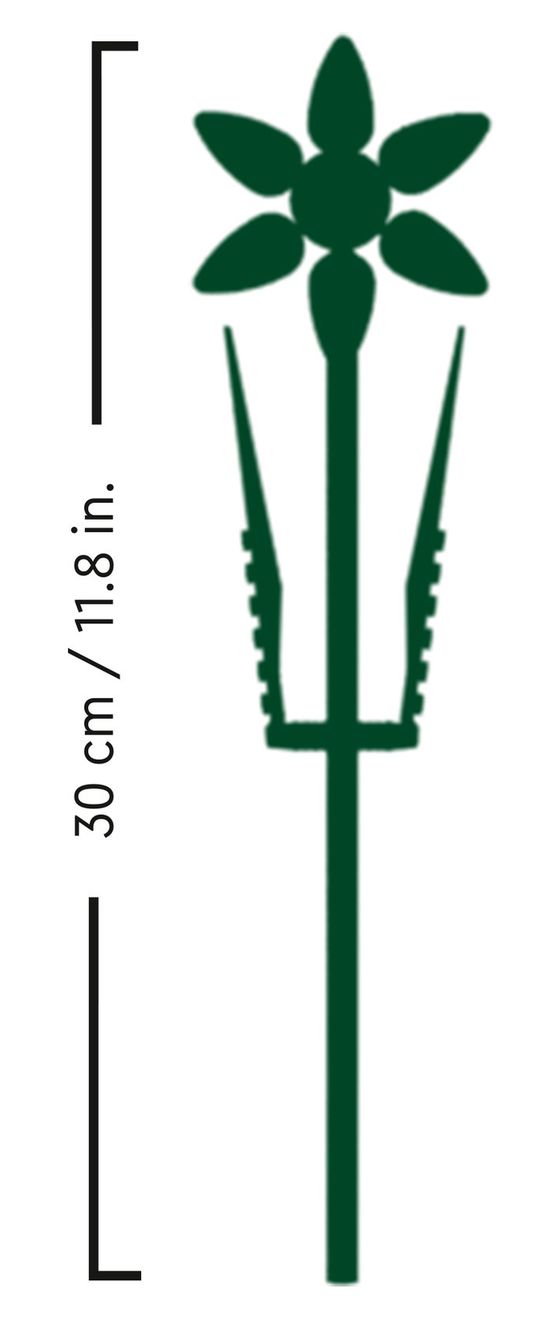 Narzissen 