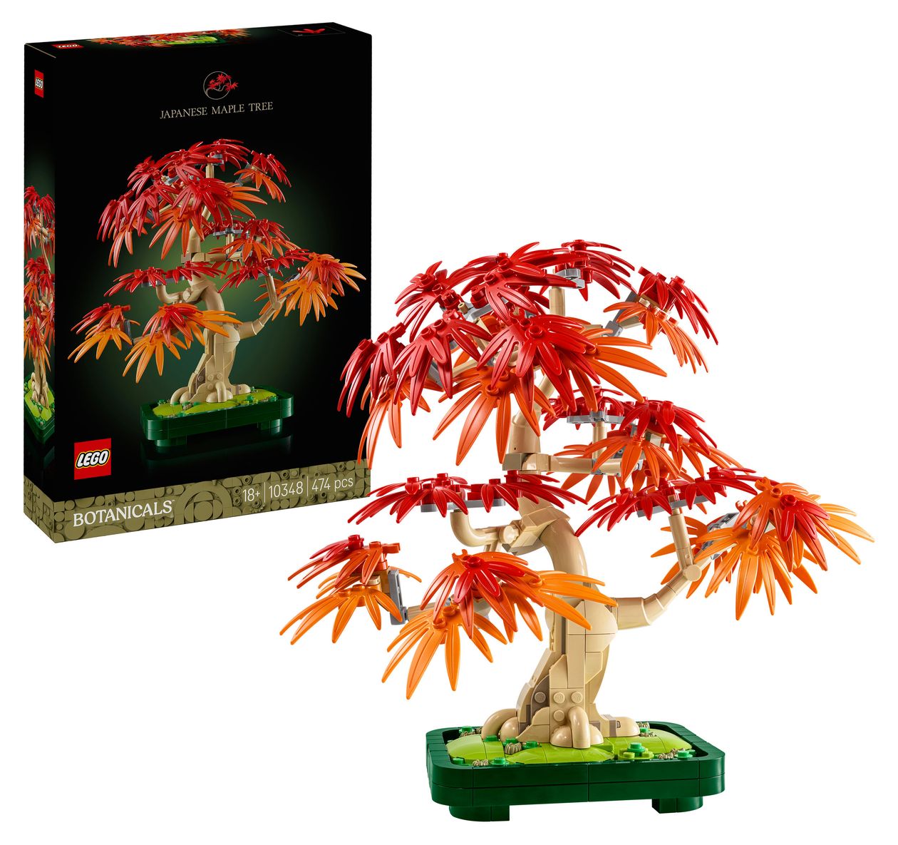 Japanischer Roter Ahorn – Bonsai-Baum 