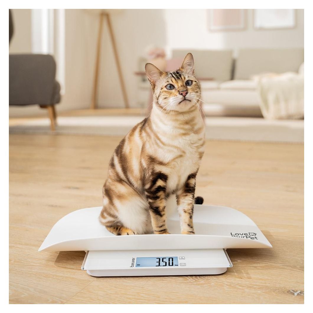 PP 170 Polly 