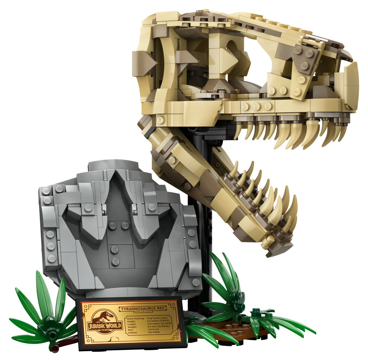 Dinosaurier-Fossilien: T.-rex-Kopf 