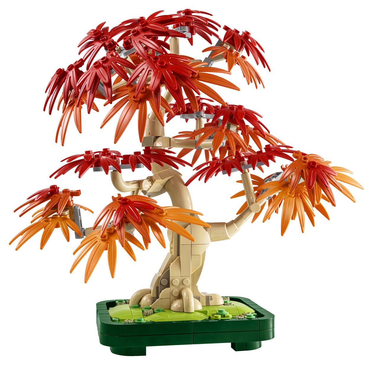 Japanischer Roter Ahorn – Bonsai-Baum 