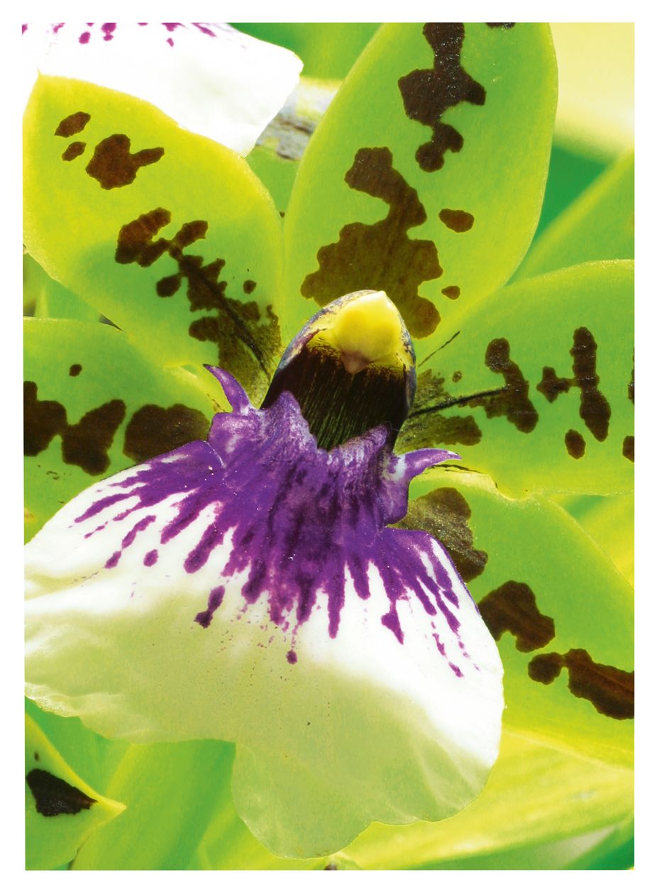 Premium Inkjet A4 250g 