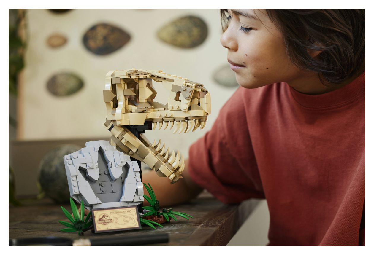 Dinosaurier-Fossilien: T.-rex-Kopf 