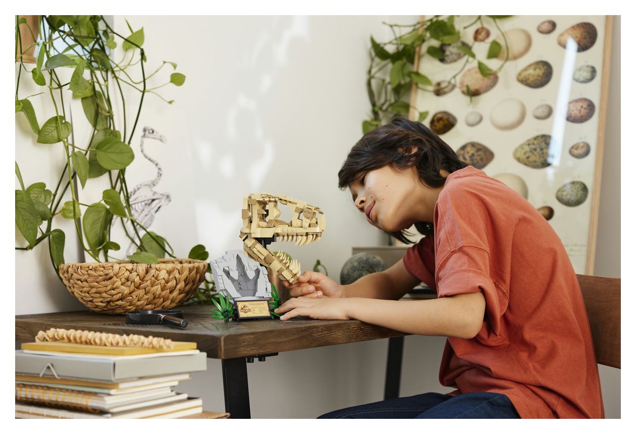 Dinosaurier-Fossilien: T.-rex-Kopf 