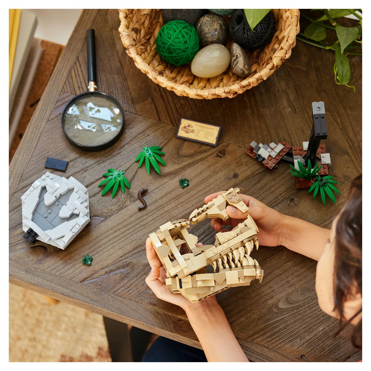 Dinosaurier-Fossilien: T.-rex-Kopf 