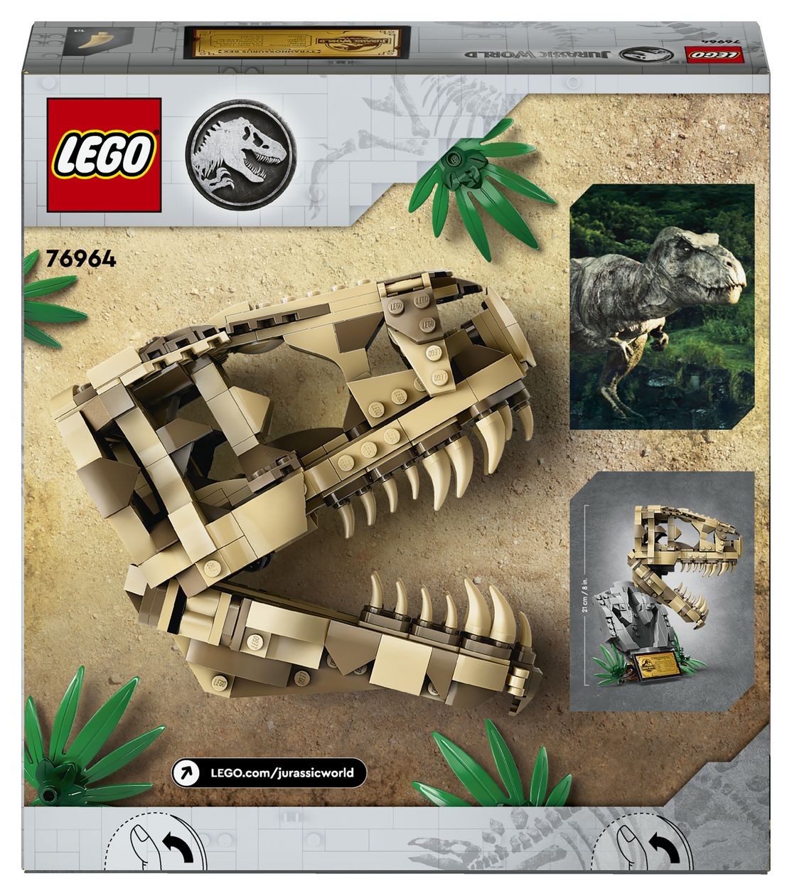 Dinosaurier-Fossilien: T.-rex-Kopf 