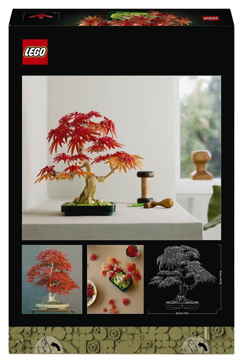 Japanischer Roter Ahorn – Bonsai-Baum 