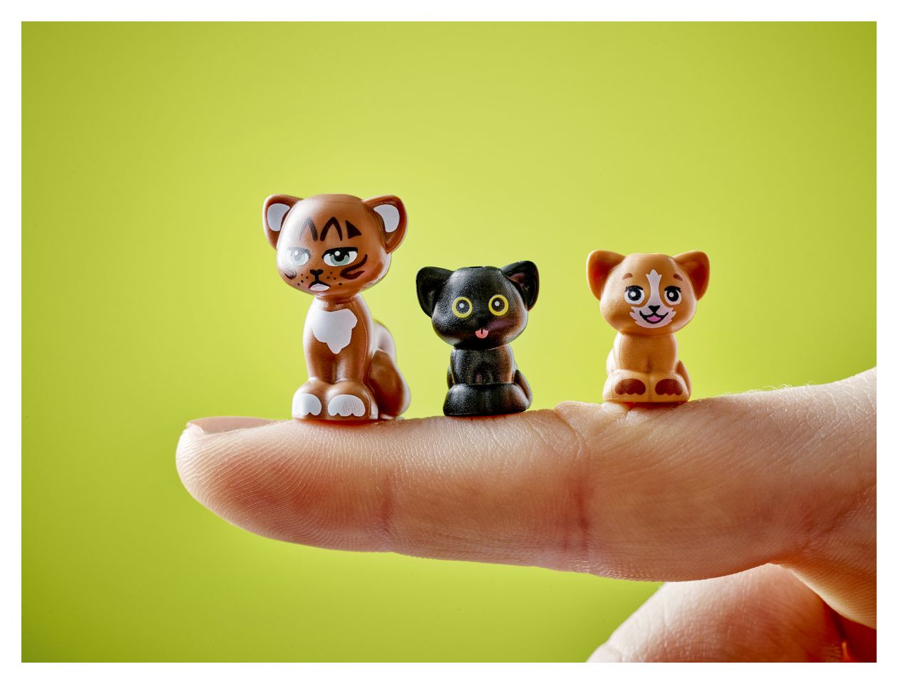 Katzengeburtstagsparty & Baumhaus 