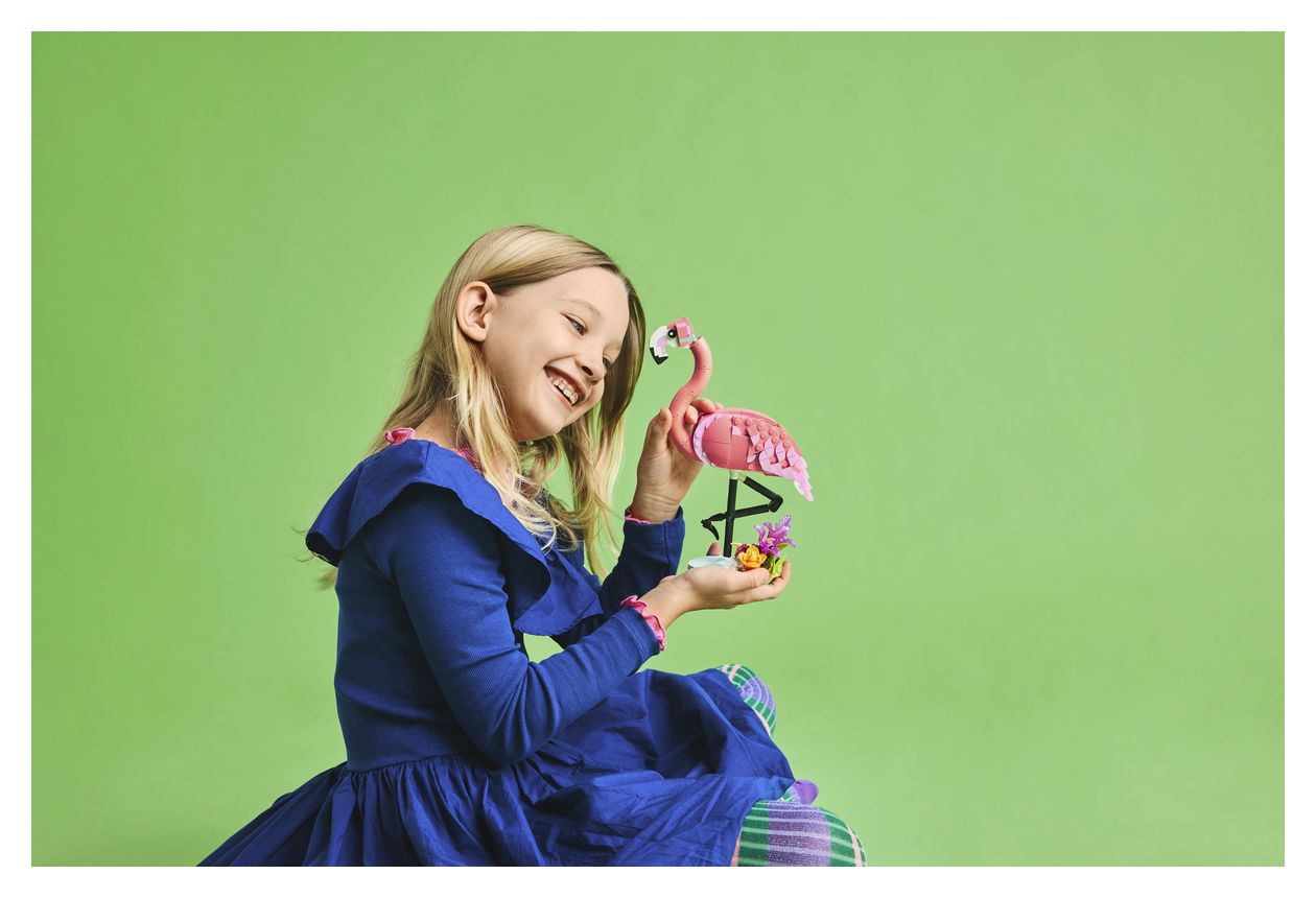 Wilde Tiere: Rosa Flamingo 