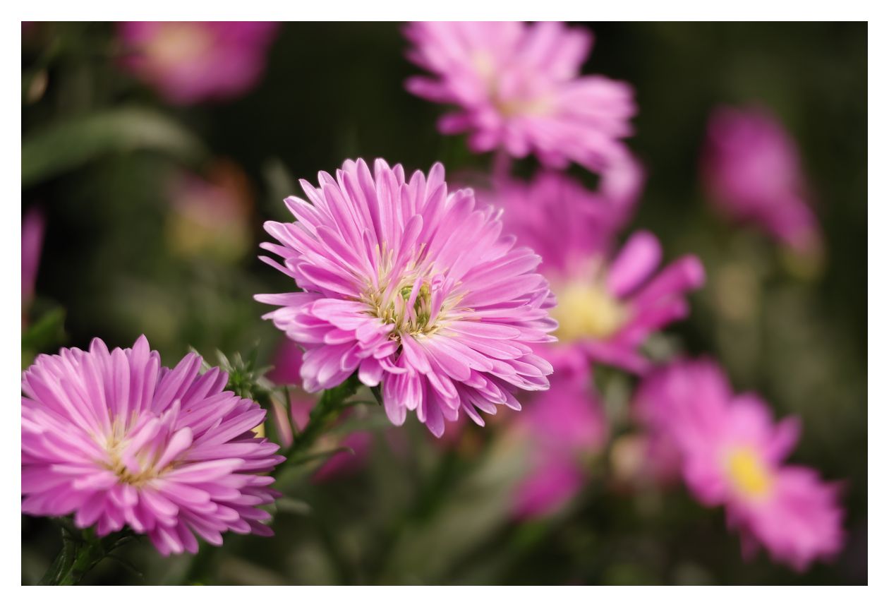 RF-S 55-210mm F5-7.1 IS STM 