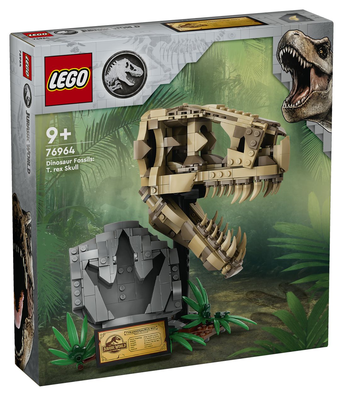 Dinosaurier-Fossilien: T.-rex-Kopf 