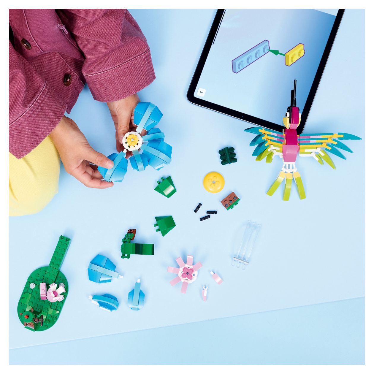 Wilde Tiere: Bunter Kolibri 