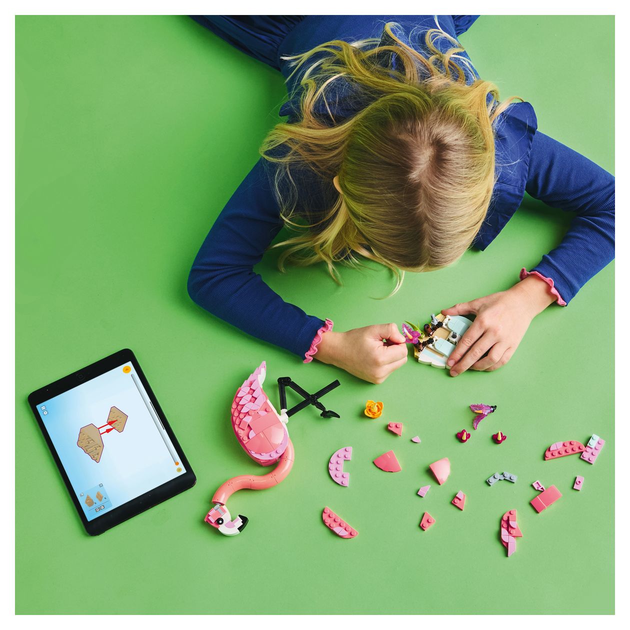 Wilde Tiere: Rosa Flamingo 