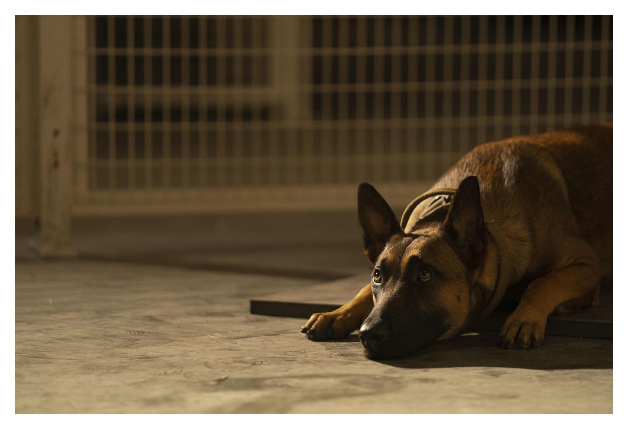 Dog - Das Glück hat vier Pfoten (DVD) 