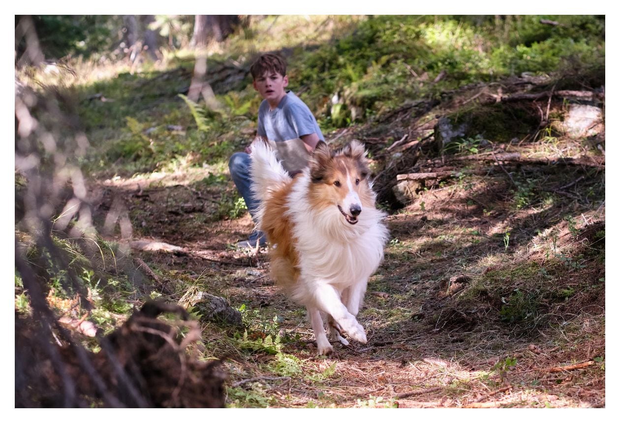 Lassie - Ein neues Abenteuer (DVD) 