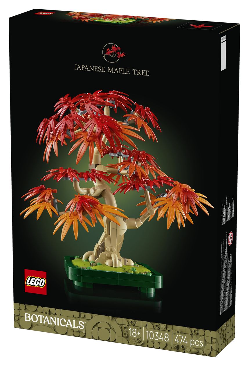 Japanischer Roter Ahorn – Bonsai-Baum 