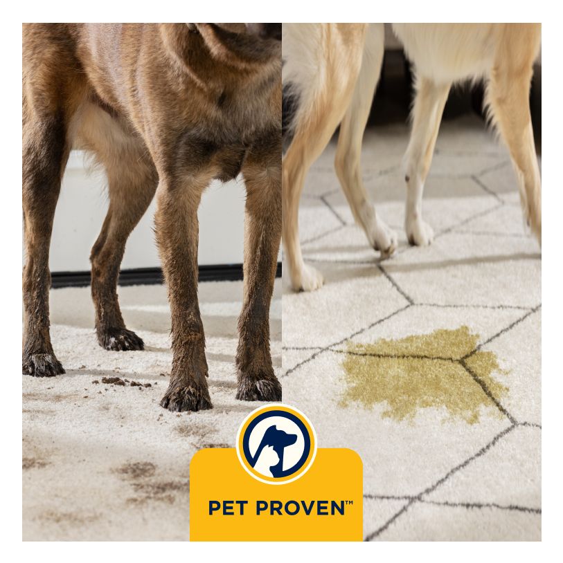 4199N PowerWash HydroSteam Naß-/Trockensauger bis 1,89 l Schmutzwasser 