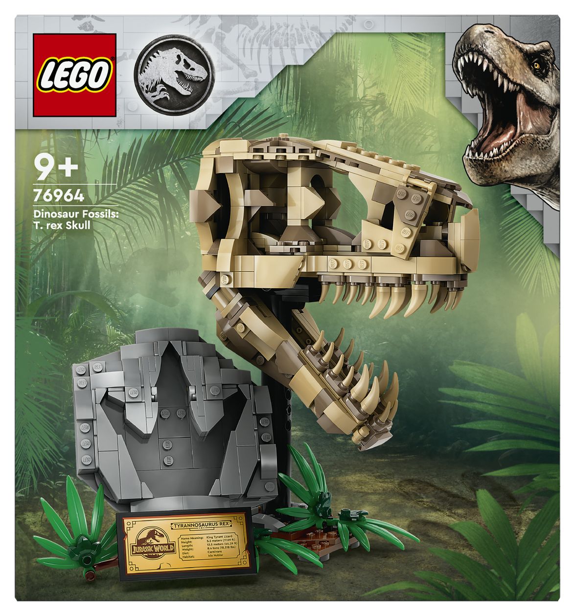 Dinosaurier-Fossilien: T.-rex-Kopf 